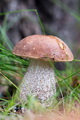 Image showing Boletus on grass.