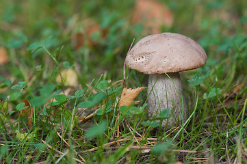 Image showing Boletus on grass.