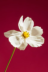 Image showing Macro pink flower