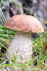 Image showing Boletus on grass.