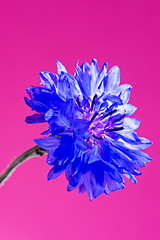 Image showing Blue fresh cornflower