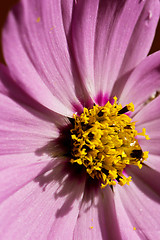 Image showing Macro shot of pink flower