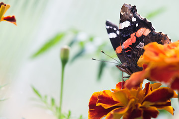 Image showing Colorful orange butterfly