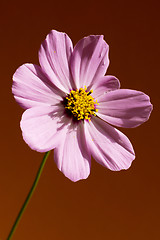 Image showing Macro pink flower