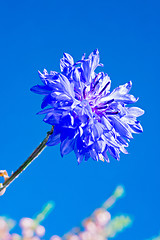 Image showing Blue fresh cornflower