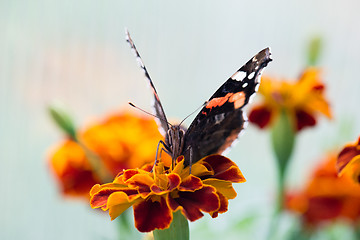 Image showing Colorful orange butterfly