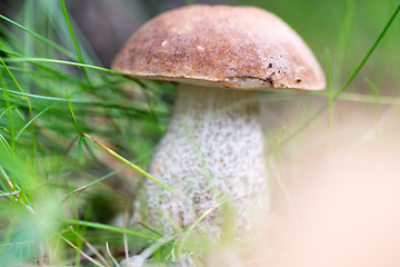 Image showing Boletus on grass.