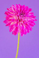 Image showing Image of the flower dahlia on purple background