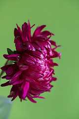 Image showing Close-up image of the flower Aster on green background.