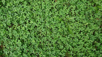 Image showing Green grass texture