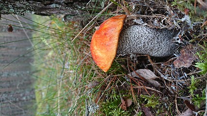 Image showing Orange-cap boletus on grass.