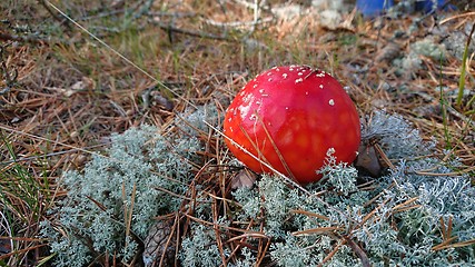 Image showing Toxic mushroom. Amanita growing on forest in moss