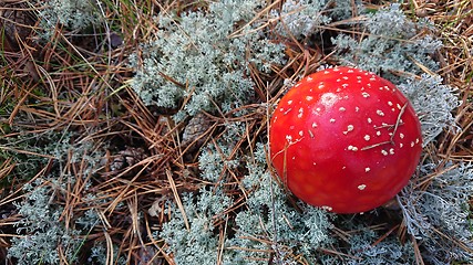 Image showing Toxic mushroom. Amanita growing on forest in moss