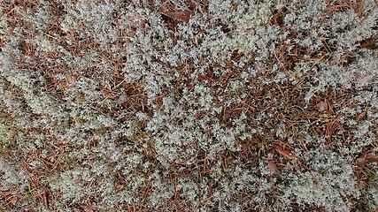 Image showing White reindeer moss photo