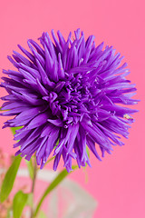 Image showing Close-up image of the flower Aster on pink background.