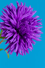 Image showing Close-up image of the flower Aster on blue background.