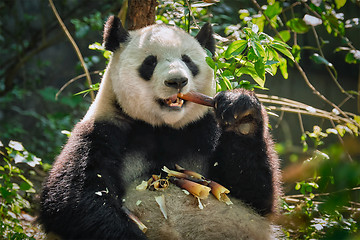 Image showing Giant panda bear in China