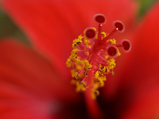 Image showing hibiscus tail