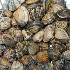 Image showing Vongole