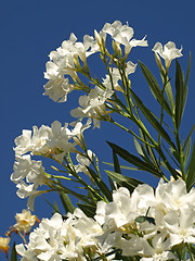 Image showing white oleander