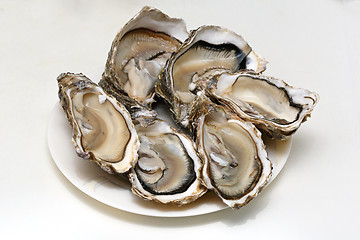 Image showing Open Oysters