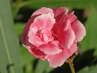Image showing rose laurel