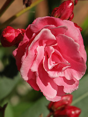 Image showing rose laurel