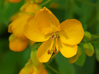 Image showing orange flowers
