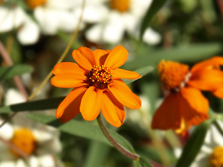 Image showing orange zinnias