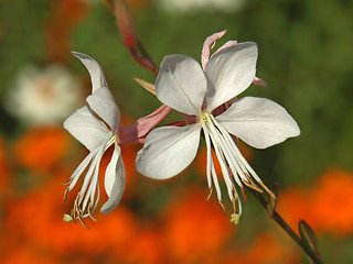 Image showing exotic white flowers