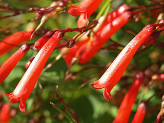 Image showing red bellflowers