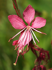 Image showing exotic pink flower