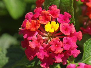 Image showing lantana flowers