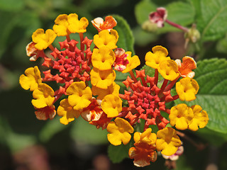 Image showing red orange and yellow lantana flowers