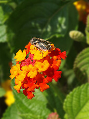 Image showing fly on a lantana flower