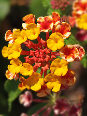 Image showing red orange and yellow lantana flowers