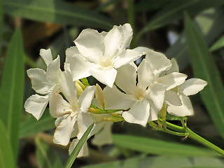 Image showing white oleander