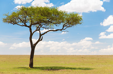 Image showing acacia tree in african savanna