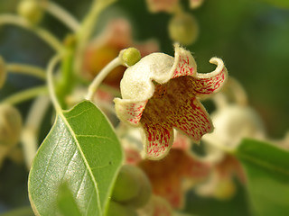 Image showing white bellflower