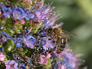 Image showing bee at work