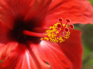 Image showing red hibiscus