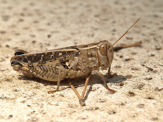 Image showing grasshopper