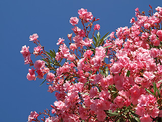 Image showing Rose Laurel