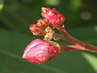 Image showing rose laurel buds