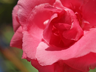 Image showing rose laurel flower