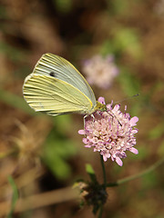 Image showing butterfly on a flower