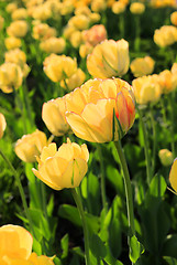 Image showing Beautiful bright yellow spring tulips