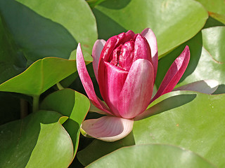 Image showing water lily