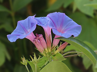 Image showing morning glories