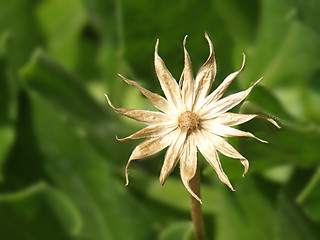 Image showing white flower